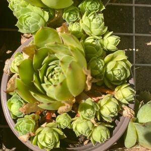 Hen & Chicks Succulent Plant 3” Pot